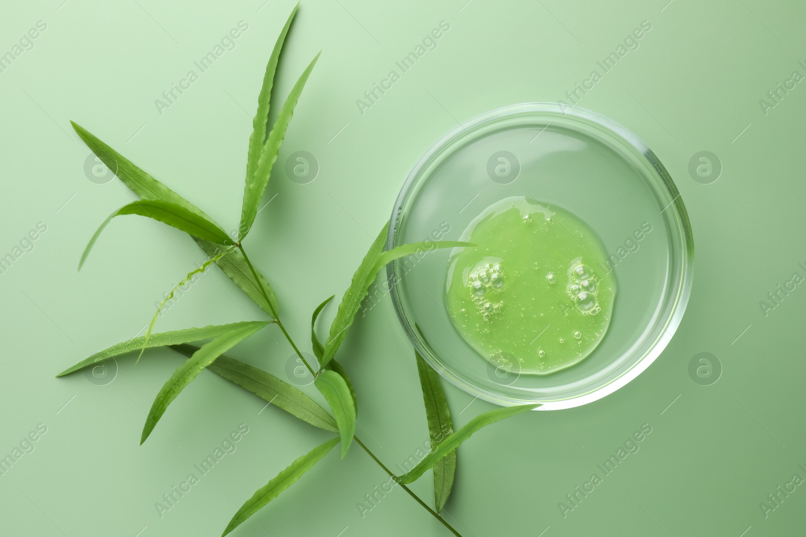 Photo of Petri dish with cosmetic product and leaves on green background, flat lay