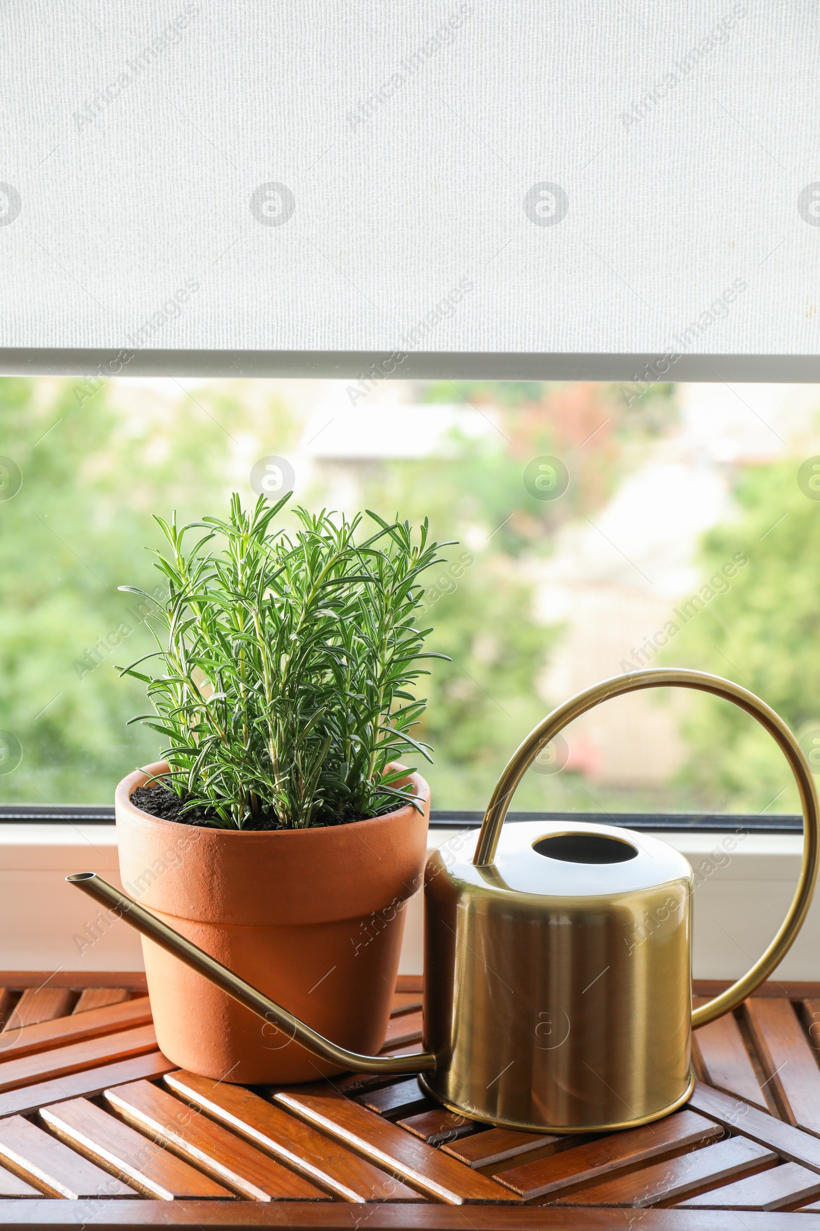 Photo of Aromatic rosemary plant in pot and watering can on wooden table near window indoors