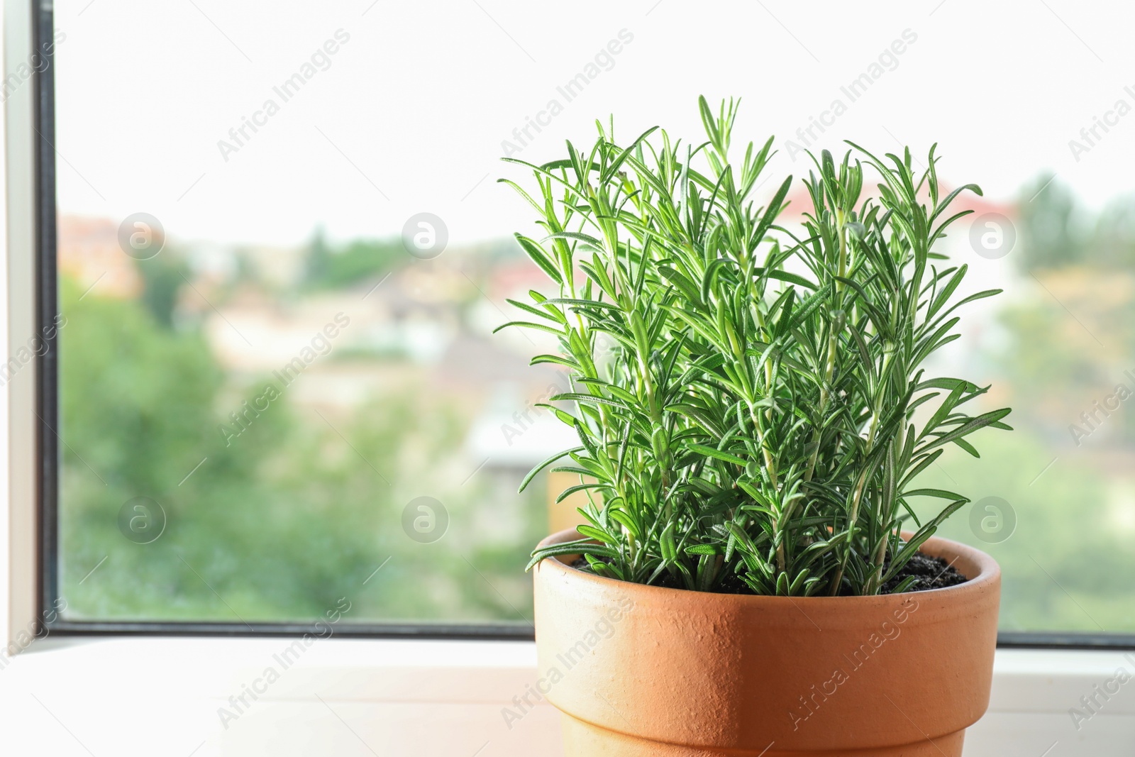 Photo of Aromatic rosemary plant in pot near window indoors, closeup. Space for text