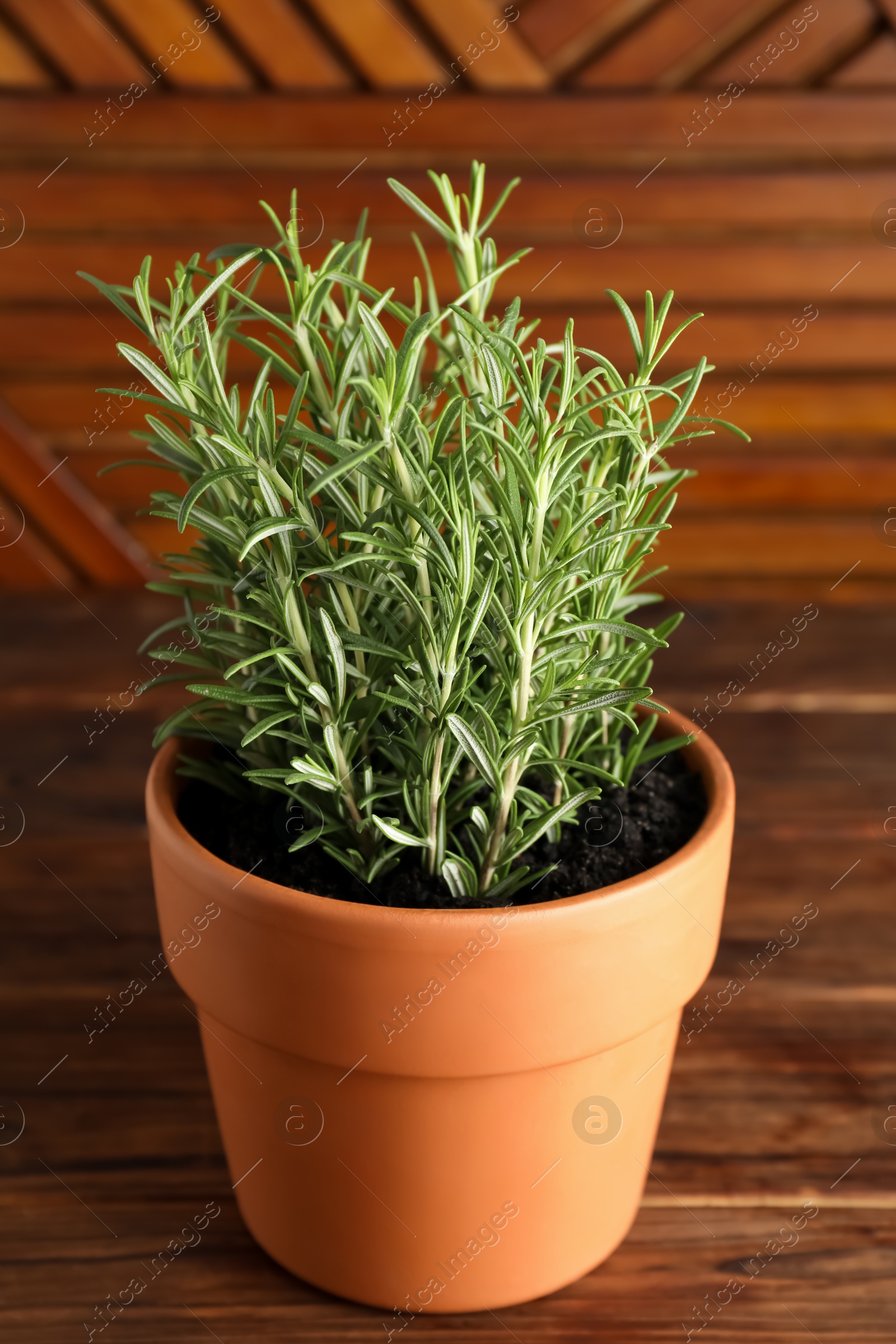 Photo of Aromatic rosemary plant in pot on wooden table