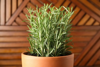 Photo of Aromatic rosemary plant in pot against wooden background, closeup