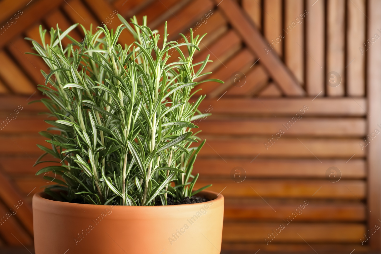 Photo of Aromatic rosemary plant in pot against wooden background, closeup. Space for text