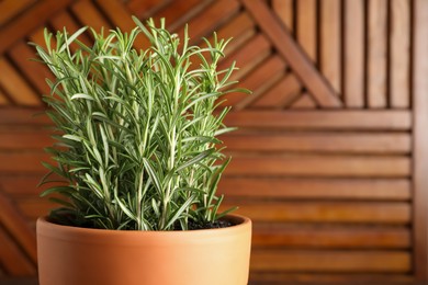 Photo of Aromatic rosemary plant in pot against wooden background, closeup. Space for text