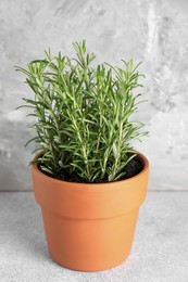 Photo of Aromatic rosemary plant in pot on light grey table