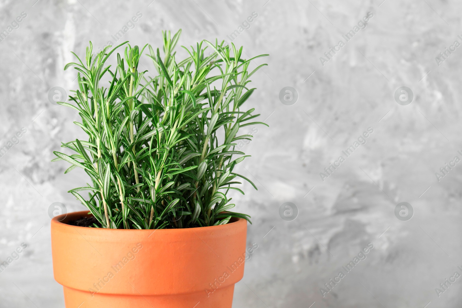 Photo of Aromatic rosemary plant in pot against light grey background, closeup. Space for text