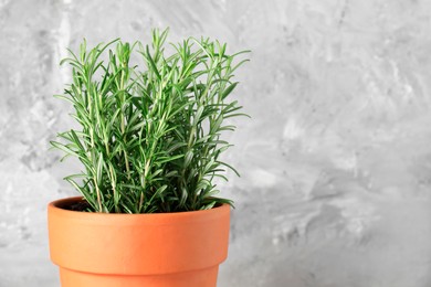 Photo of Aromatic rosemary plant in pot against light grey background, closeup. Space for text