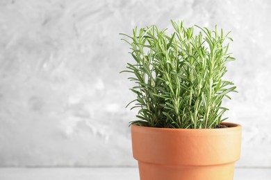 Photo of Aromatic rosemary plant in pot against light grey background, closeup. Space for text