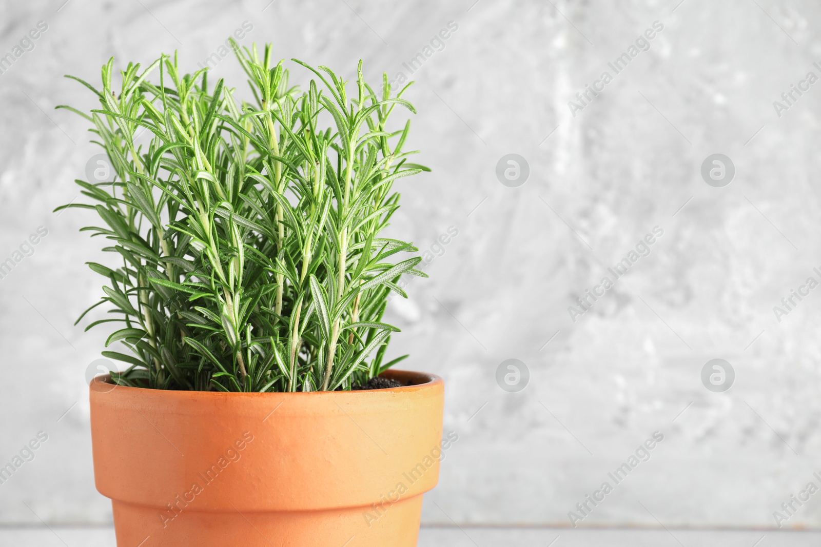 Photo of Aromatic rosemary plant in pot against light grey background, closeup. Space for text