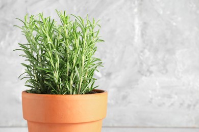 Photo of Aromatic rosemary plant in pot against light grey background, closeup. Space for text