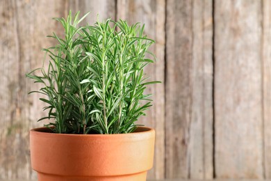 Photo of Aromatic rosemary plant in pot against blurred background, closeup. Space for text