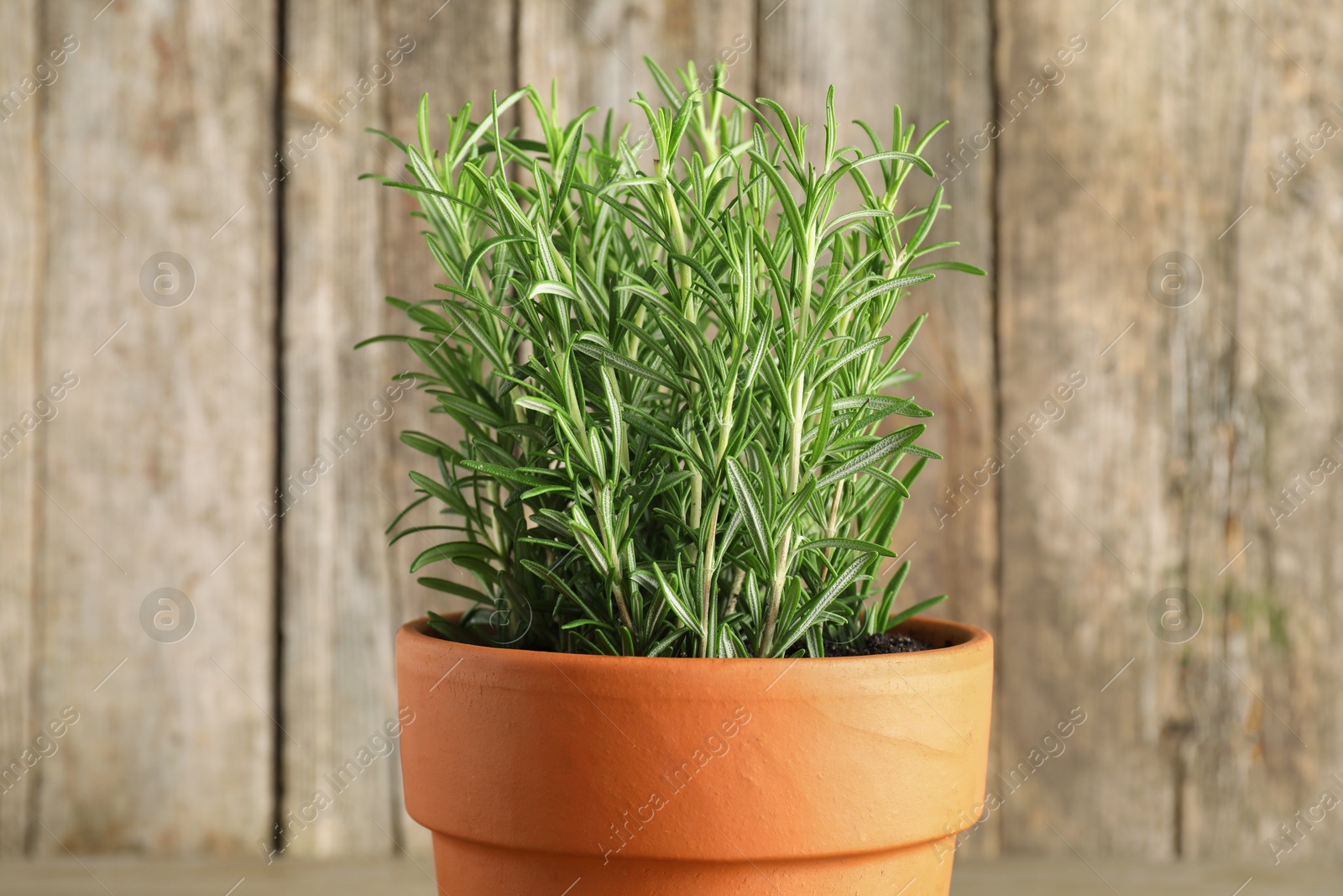 Photo of Aromatic rosemary plant in pot against blurred background, closeup