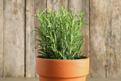 Photo of Aromatic rosemary plant in pot against blurred background, closeup