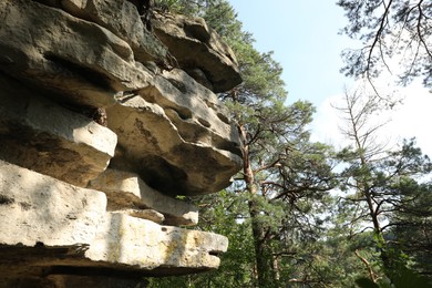 Photo of Beautiful forest with green trees and rocks, low angle view