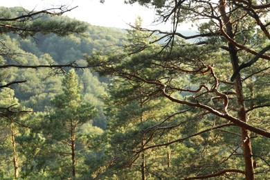 Photo of Beautiful forest with green trees in mountains