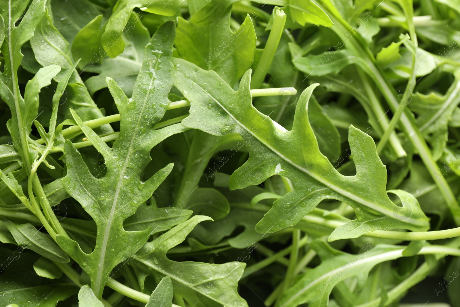 Photo of Many fresh arugula leaves with water drops as background, above view