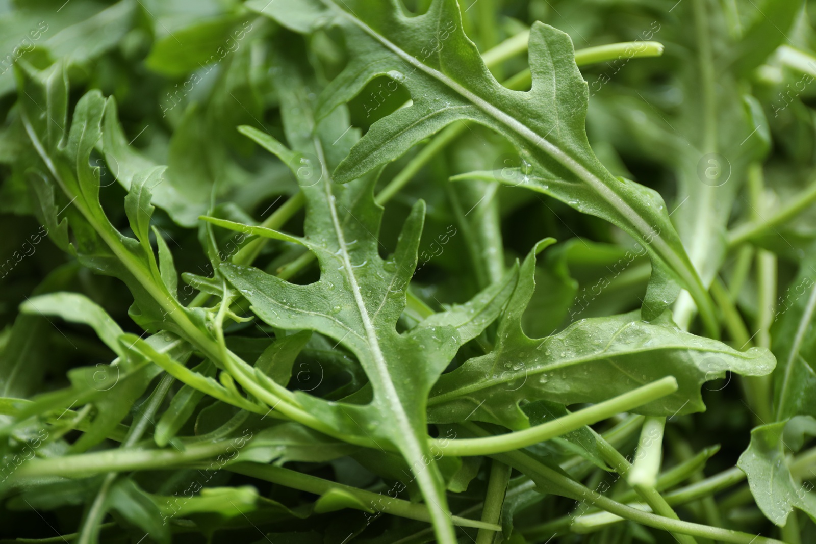 Photo of Many fresh arugula leaves with water drops as background, closeup