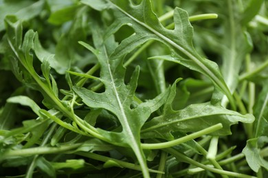 Photo of Many fresh arugula leaves with water drops as background, closeup