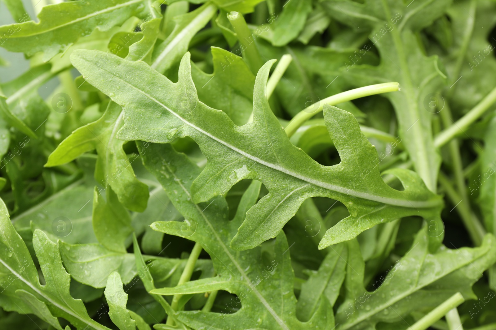 Photo of Many fresh arugula leaves with water drops as background, closeup