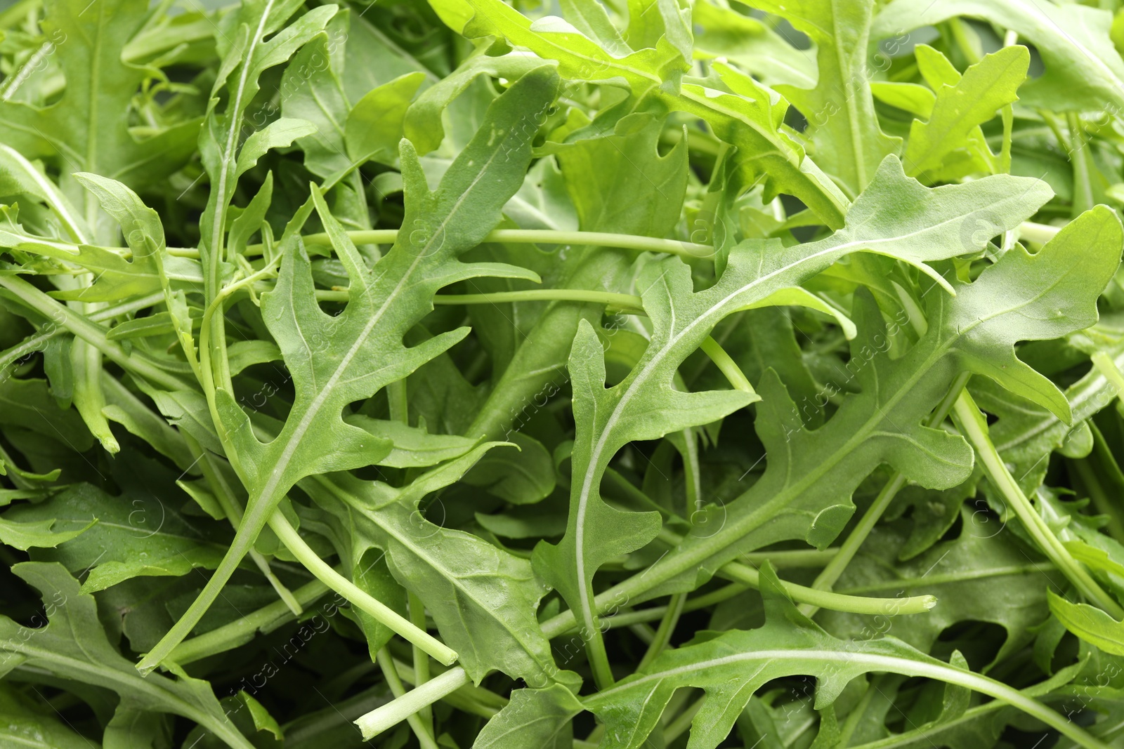 Photo of Many fresh arugula leaves as background, above view