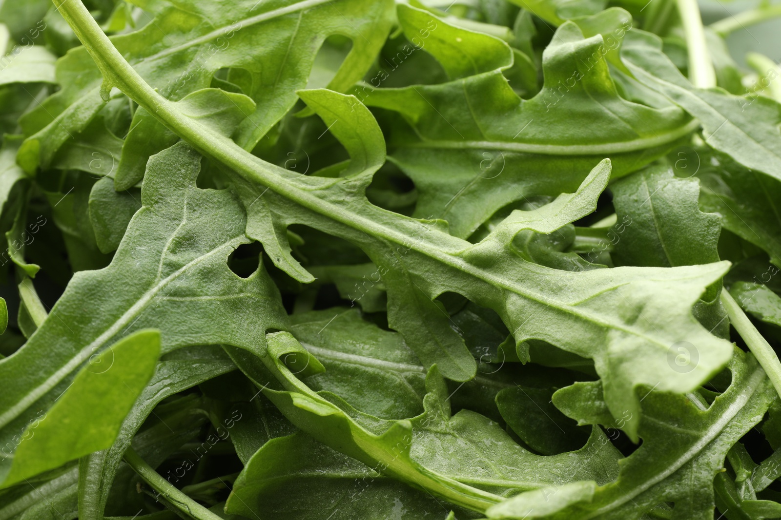 Photo of Many fresh arugula leaves as background, closeup