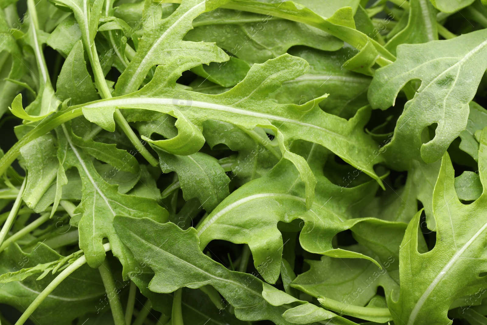 Photo of Many fresh arugula leaves with water drops as background, top view