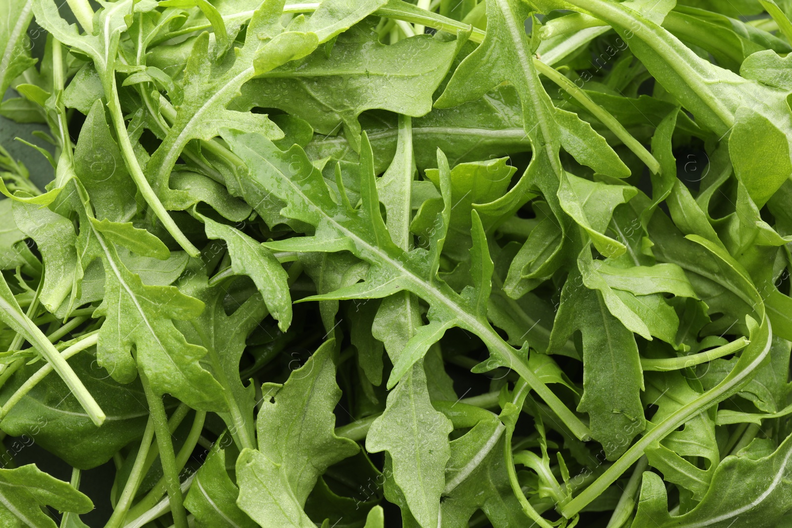 Photo of Many fresh arugula leaves with water drops as background, top view