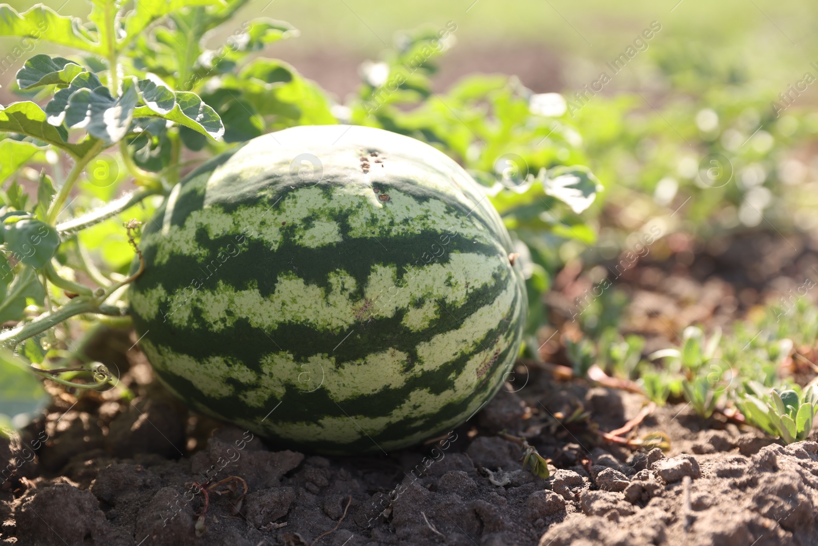 Photo of Ripe watermelon growing in field on sunny day