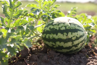 Ripe watermelon growing in field on sunny day