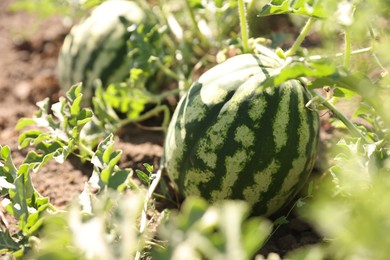 Ripe watermelons growing in field on sunny day