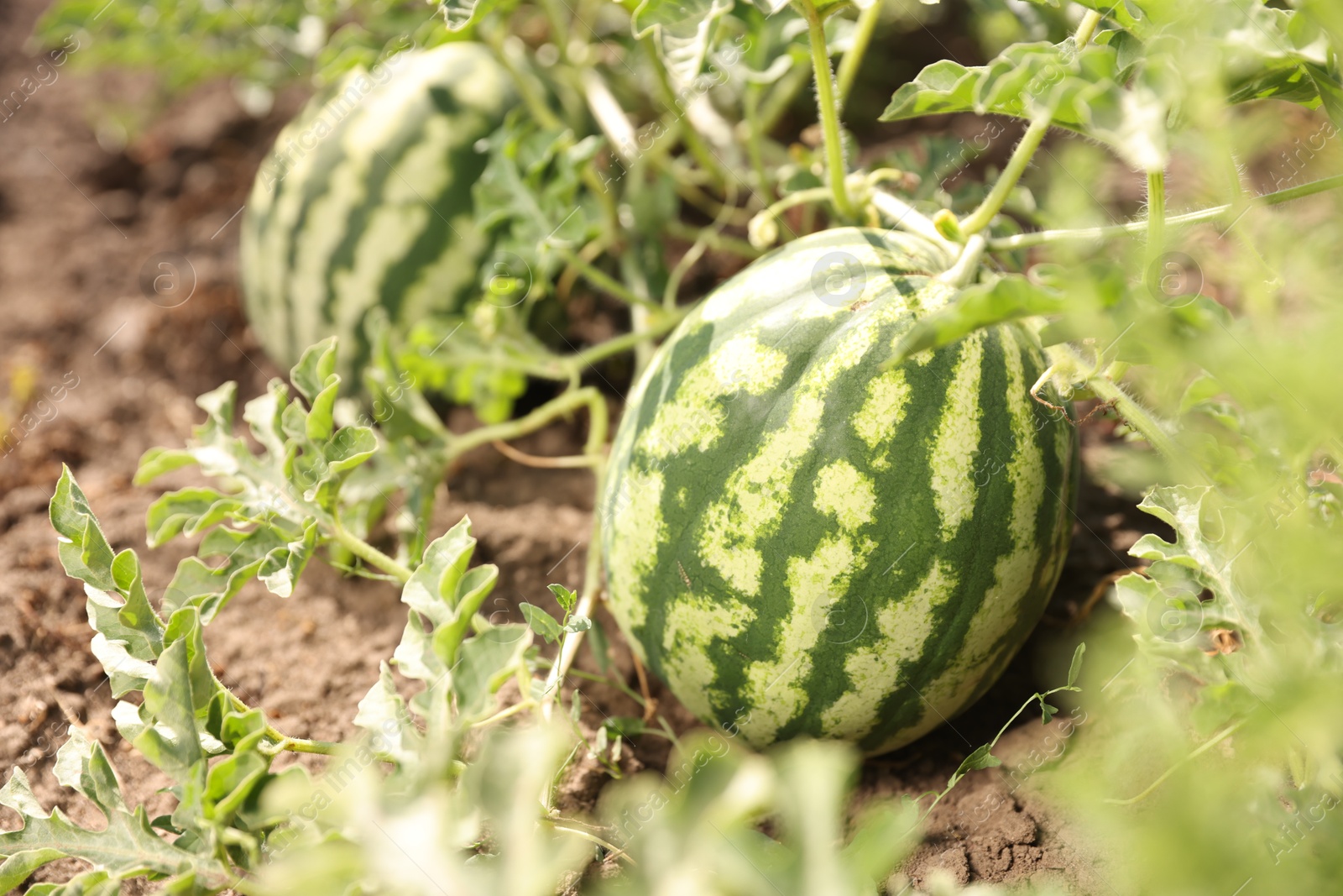 Photo of Ripe watermelons growing in field on sunny day