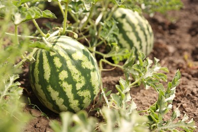 Ripe watermelons growing in field on sunny day