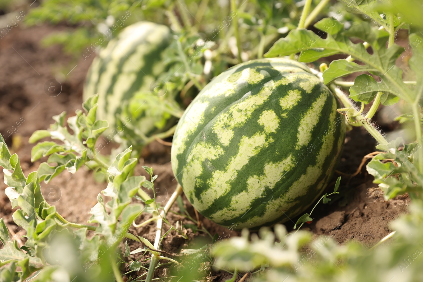 Photo of Ripe watermelons growing in field on sunny day