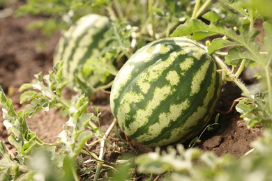 Ripe watermelons growing in field on sunny day