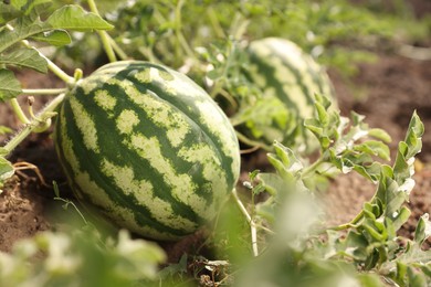 Ripe watermelons growing in field on sunny day