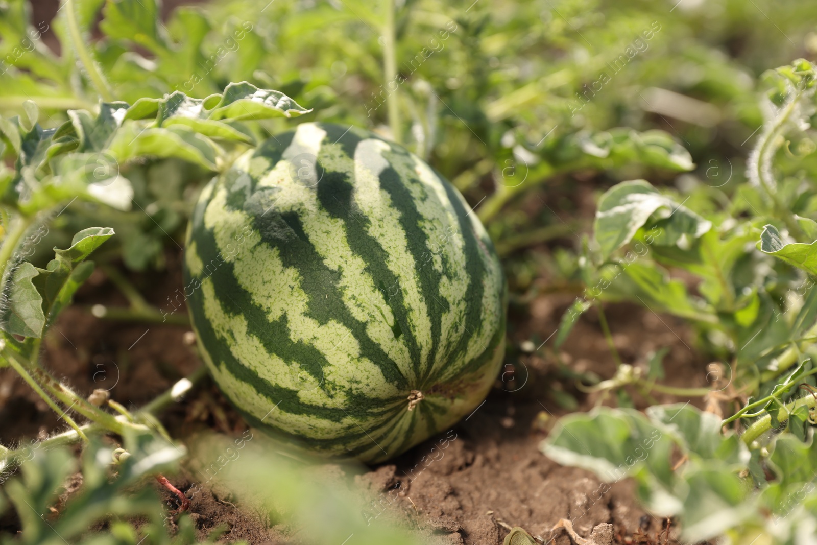 Photo of Ripe watermelon growing in field on sunny day, closeup