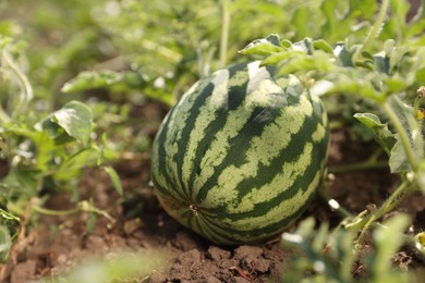 Photo of Ripe watermelon growing in field on sunny day, closeup