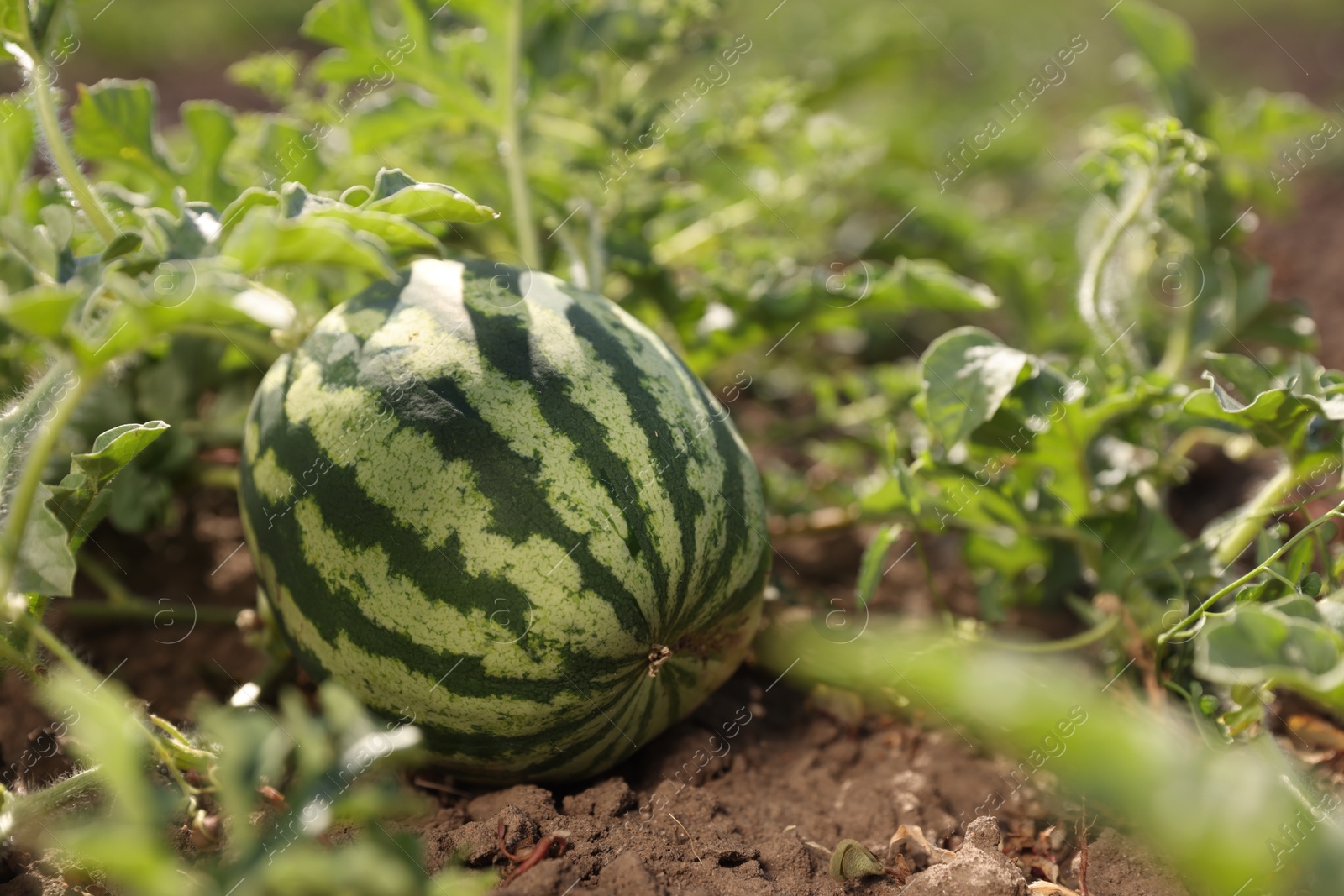 Photo of Ripe watermelon growing in field on sunny day, closeup