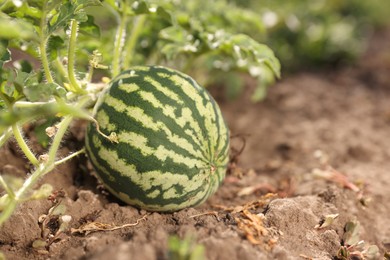 Ripe watermelon growing in field on sunny day, closeup. Space for text