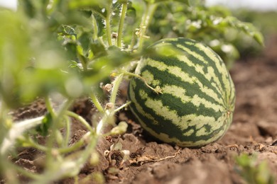 Photo of Ripe watermelon growing in field on sunny day