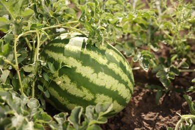 Photo of Ripe watermelon growing in field on sunny day, closeup