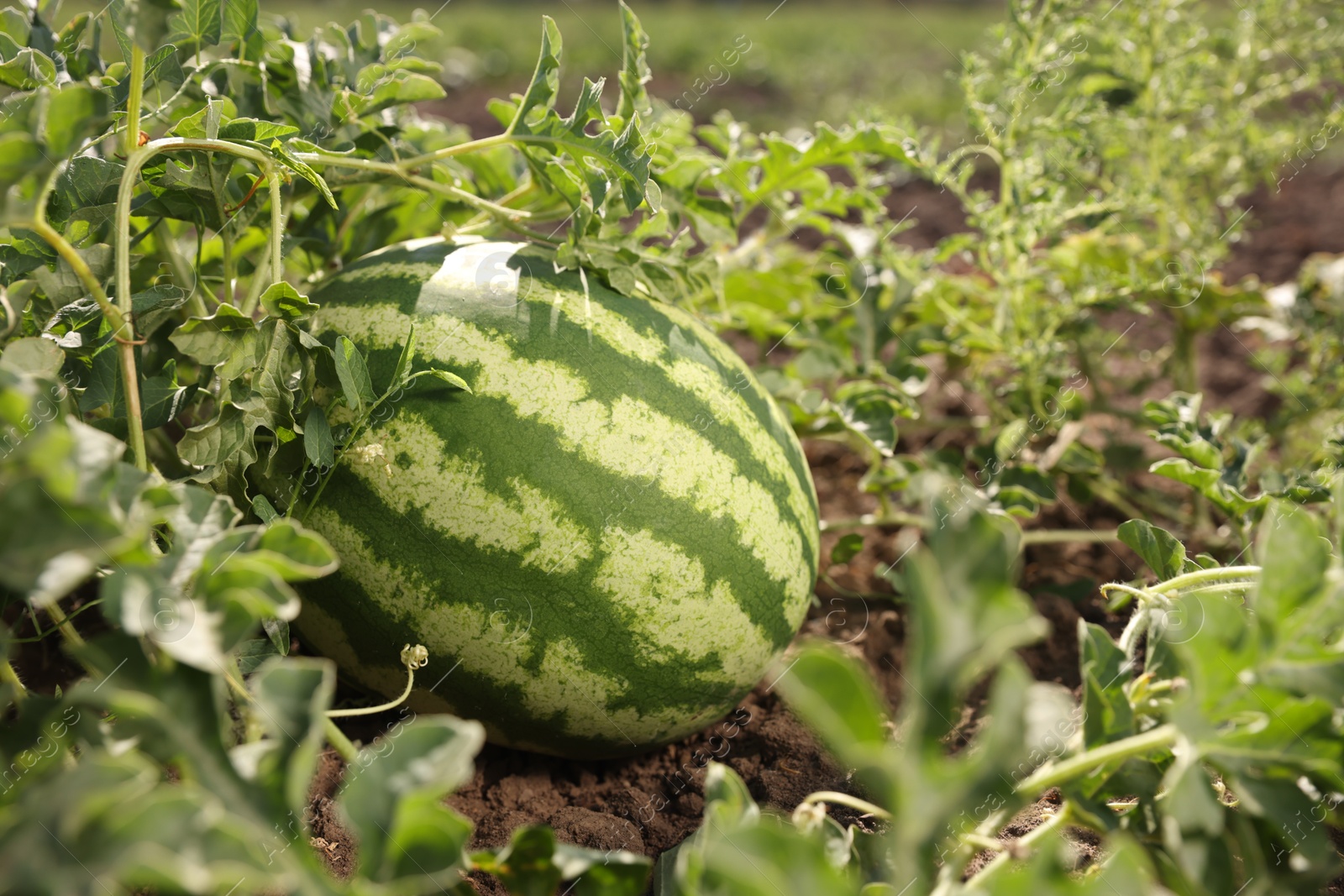 Photo of Ripe watermelon growing in field on sunny day