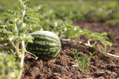 Ripe watermelon growing in field on sunny day