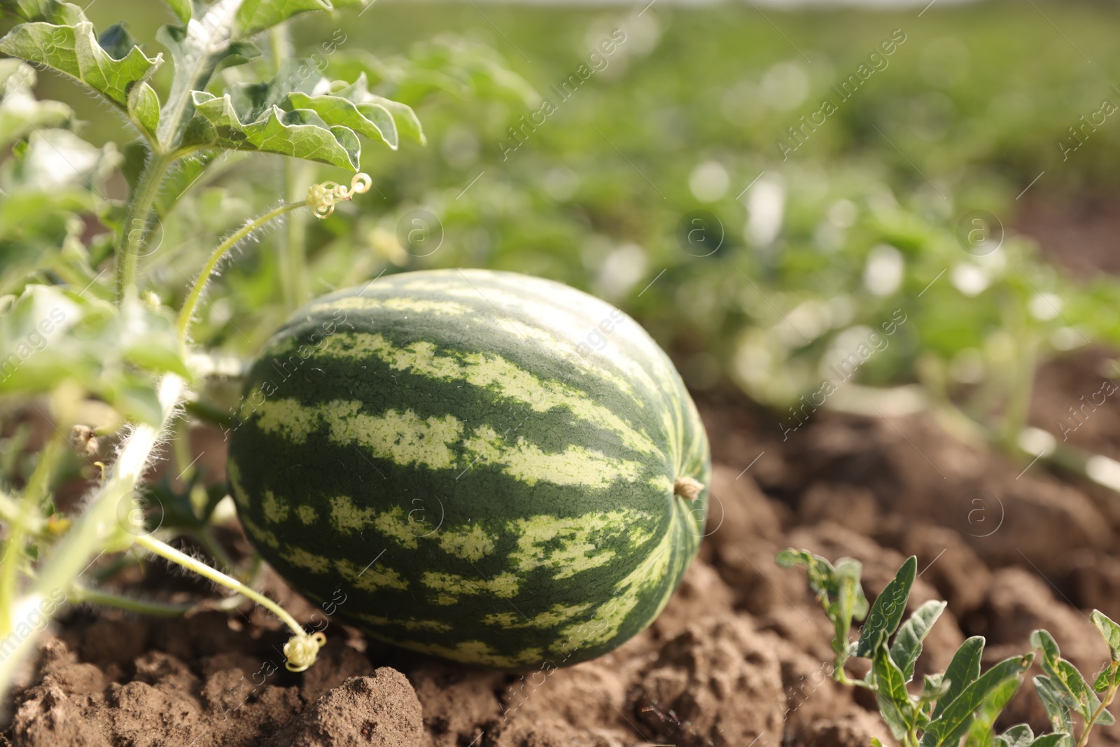 Photo of Ripe watermelon growing in field on sunny day, closeup