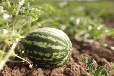 Ripe watermelon growing in field on sunny day, closeup