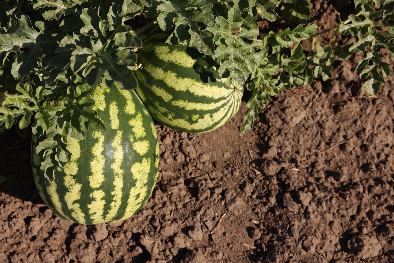 Photo of Ripe watermelons growing in field on sunny day, top view