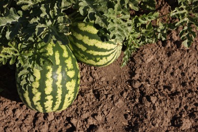 Ripe watermelons growing in field on sunny day, top view