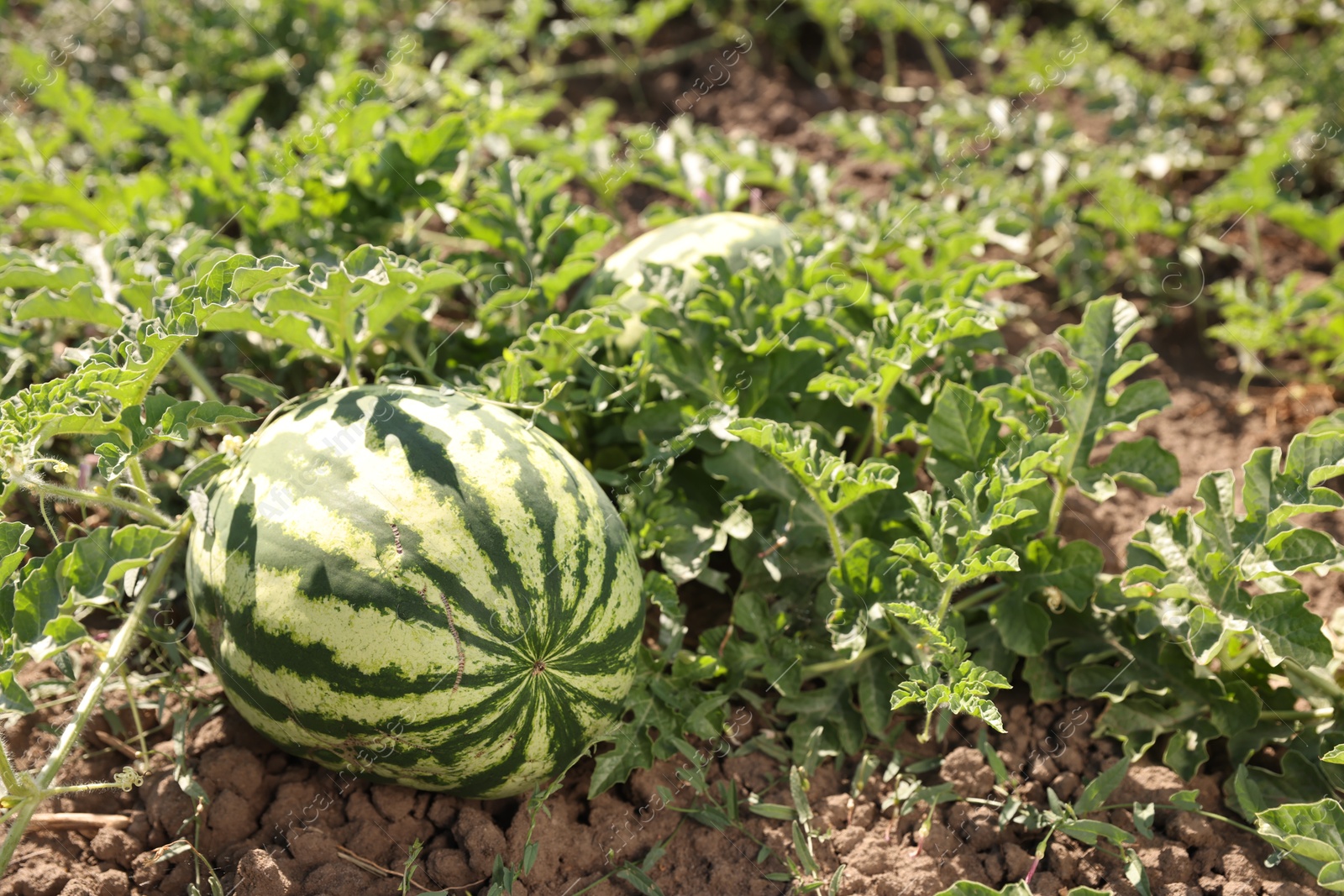 Photo of Ripe watermelon growing in field on sunny day