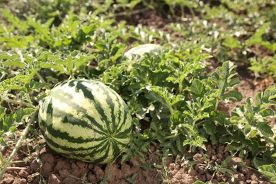 Ripe watermelon growing in field on sunny day