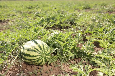 Ripe watermelon growing in field on sunny day