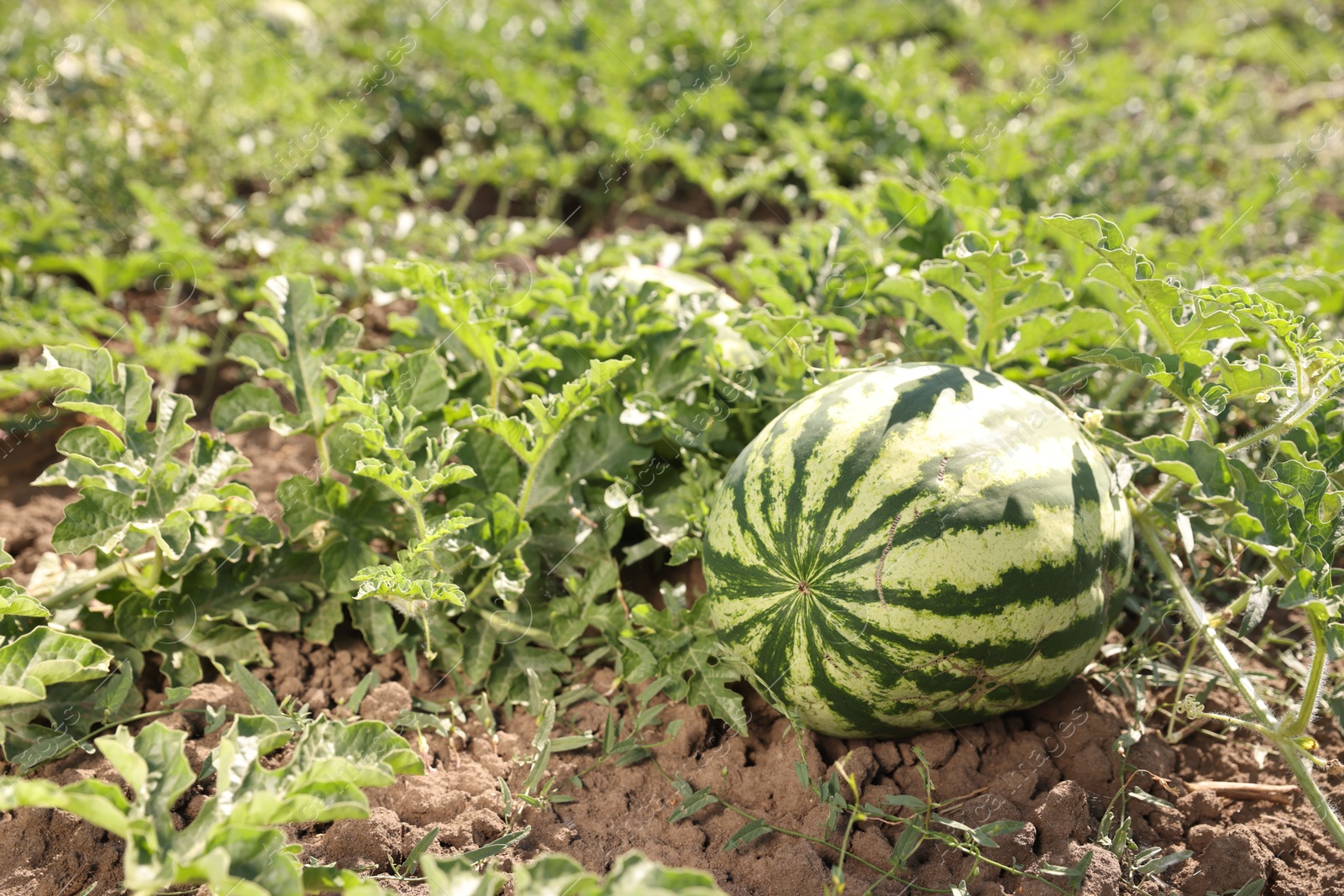 Photo of Ripe watermelon growing in field on sunny day